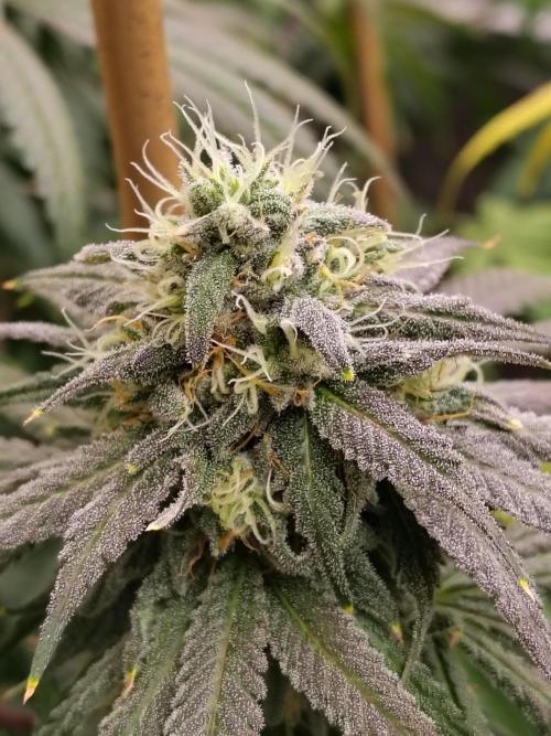 Sewer Fruit. Week 11