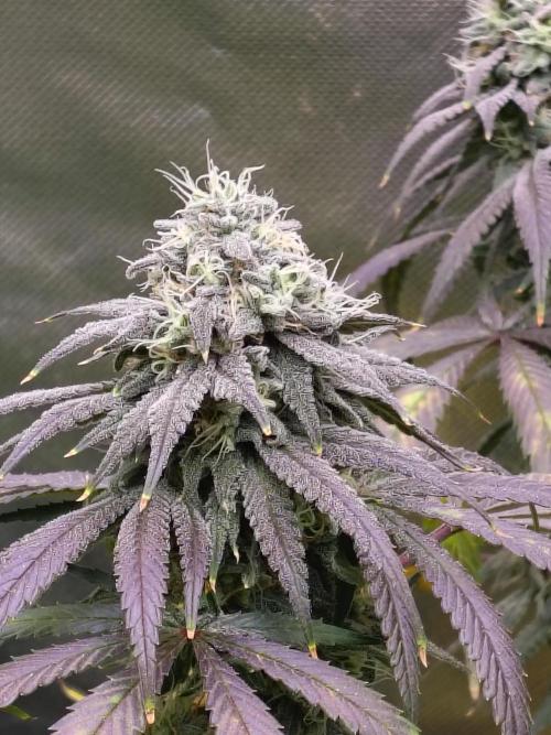 Sewer Fruit. Week 11