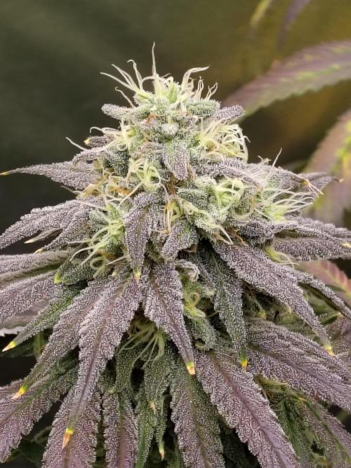 Sewer Fruit. Week 11