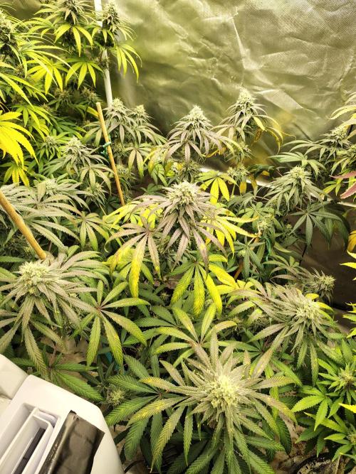 Sewer Fruit. Week 11