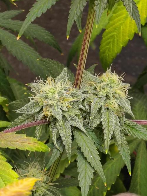 Sewer Fruit. Week 11