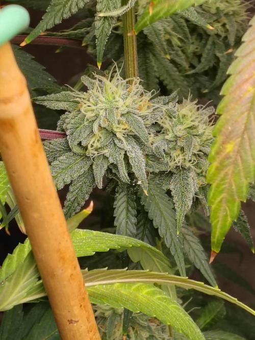 Sewer Fruit. Week 11