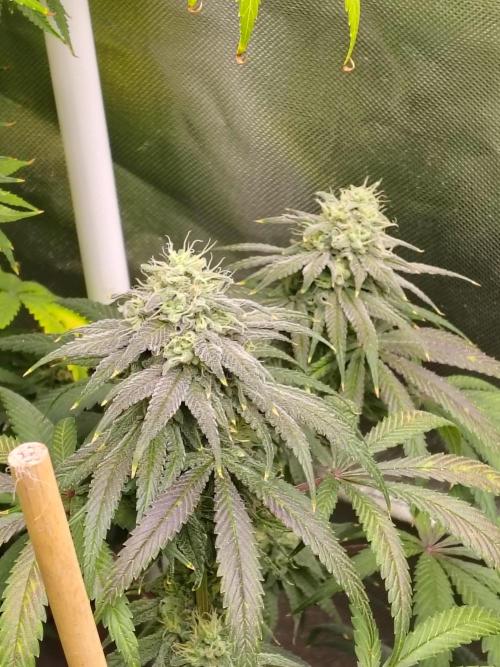 Sewer Fruit. Week 11