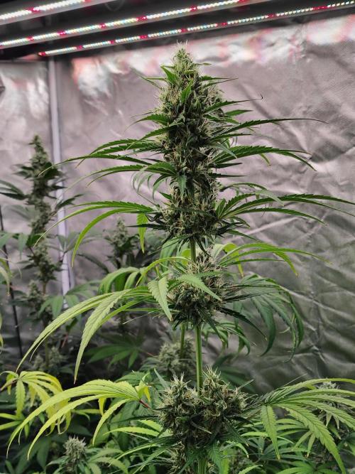 Sunset Sherbet Go Fast. Week 10