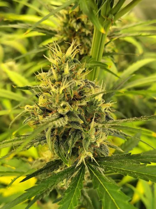 Sunset Sherbet Go Fast. Week 10