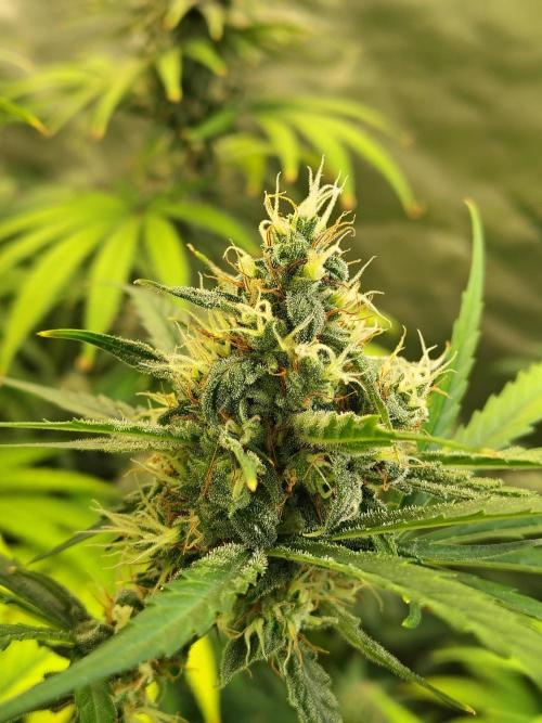 Sunset Sherbet Go Fast. Week 10