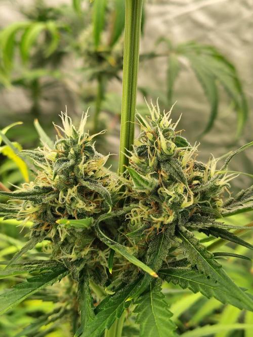 Sunset Sherbet Go Fast. Week 10