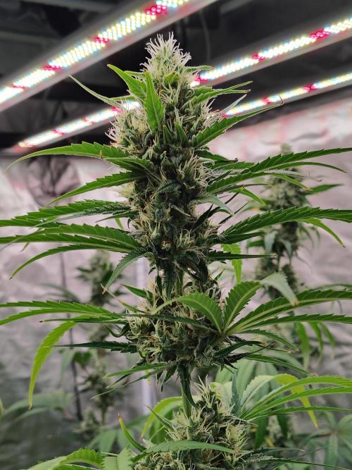 Sunset Sherbet Go Fast. Week 10