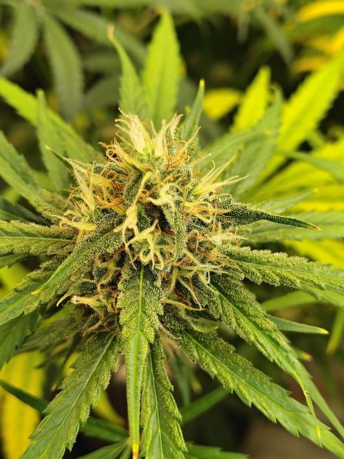 Sunset Sherbet Go Fast. Week 10