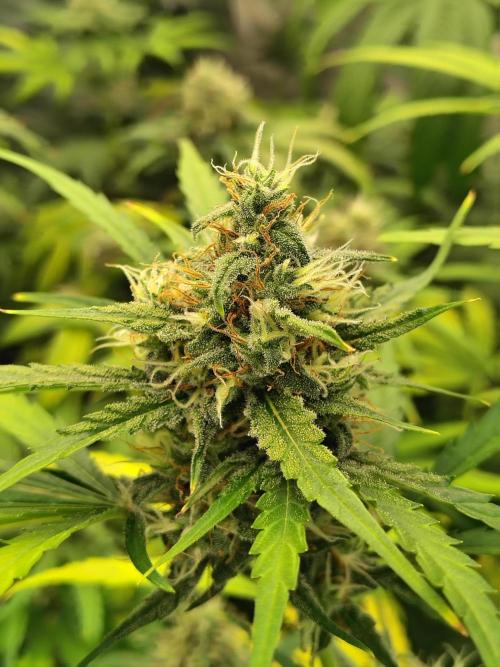 Sunset Sherbet Go Fast. Week 10