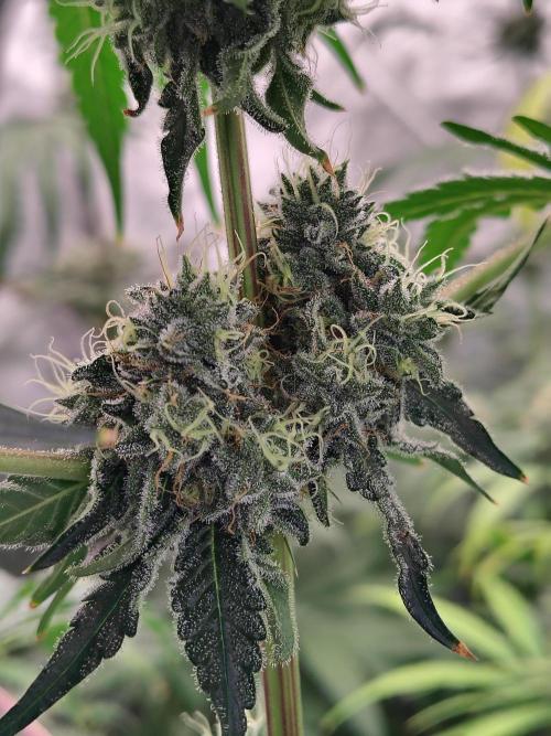 Mango Sherb S1. Week 10