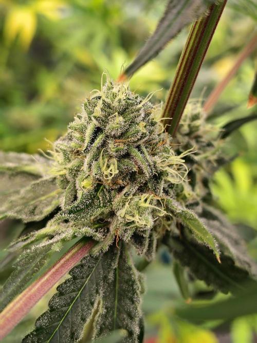 Mango Sherb S1. Week 10