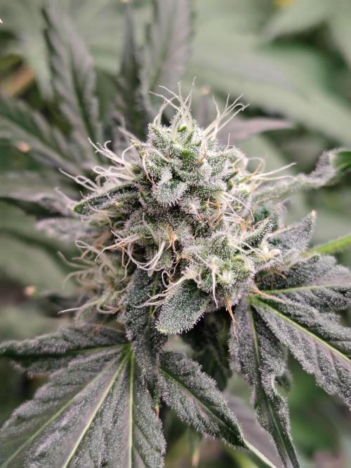 RS11 (Rainbow Sherbet). Week 10