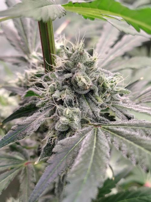 RS11 (Rainbow Sherbet). Week 10