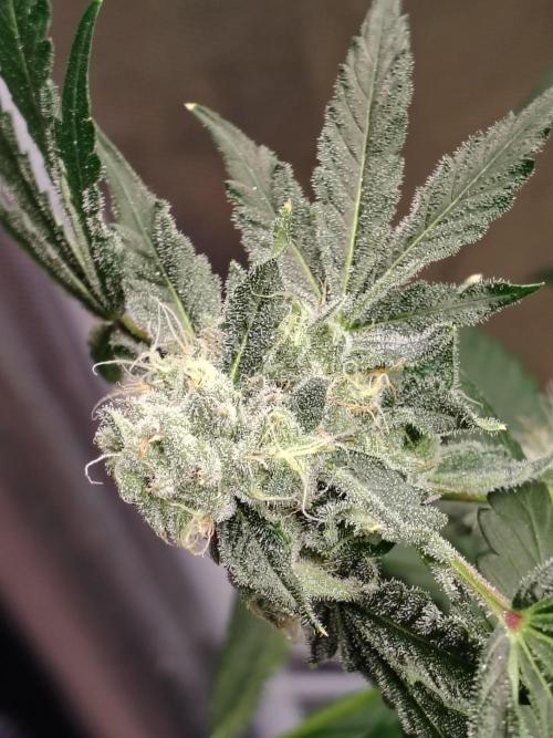 RS11 (Rainbow Sherbet). Week 10