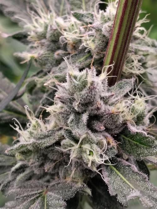 RS11 (Rainbow Sherbet). Week 10