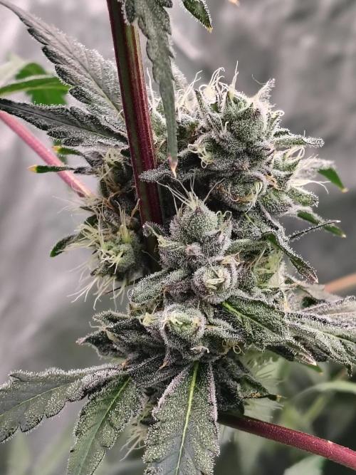 RS11 (Rainbow Sherbet). Week 10