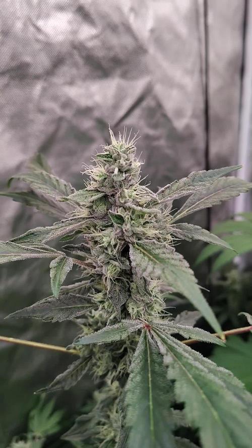 RS11 (Rainbow Sherbet)