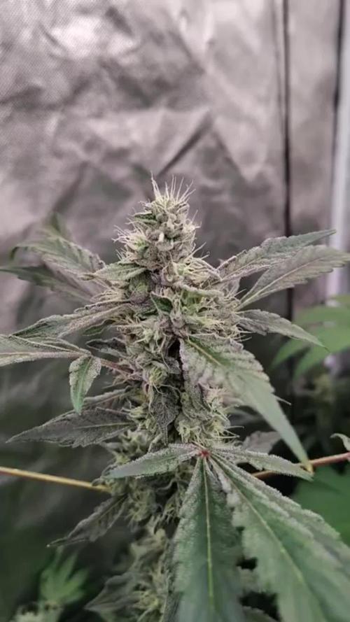 RS11 (Rainbow Sherbet)