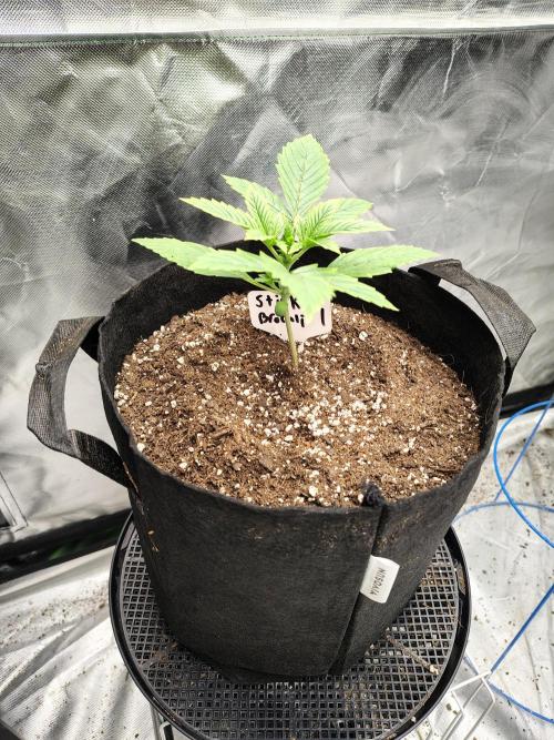 Sticky Broccoli. Week 1 - D13