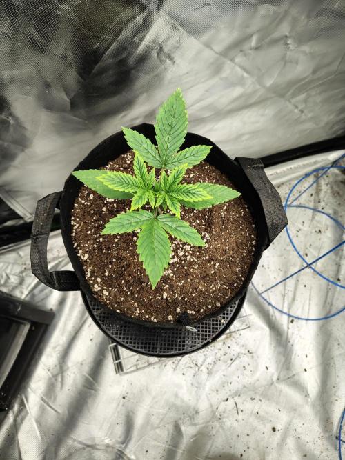 Sticky Broccoli. Week 1 - D13