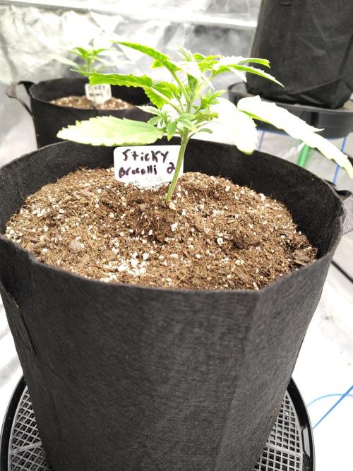 Sticky Broccoli. Week 1 - D13