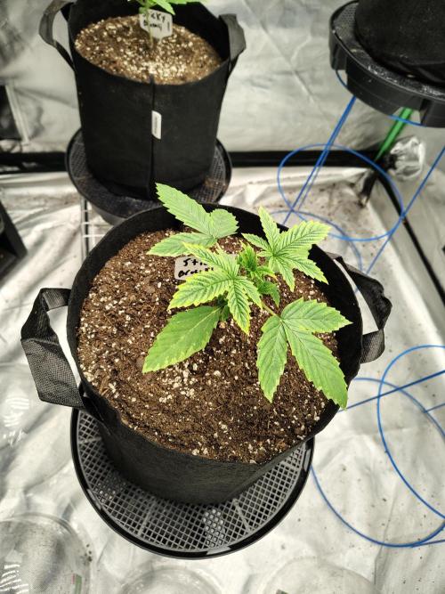 Sticky Broccoli. Week 1 - D13