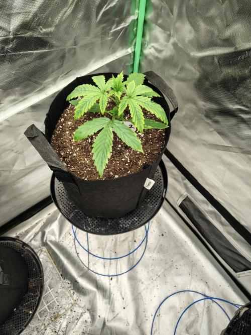 Goupy Banana. Week 1 - D13