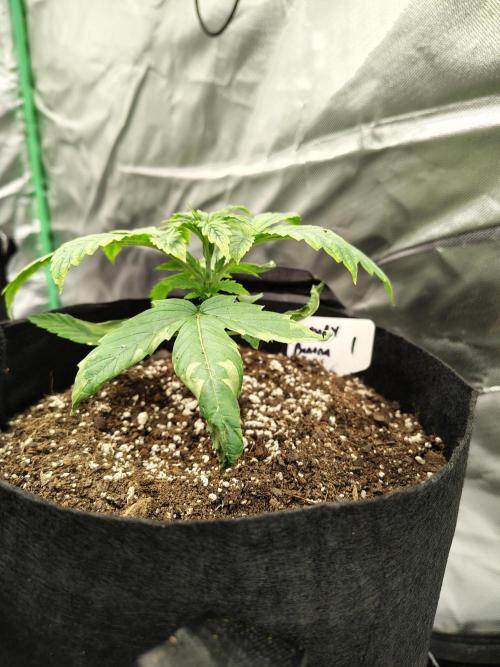 Goupy Banana. Week 1 - D13