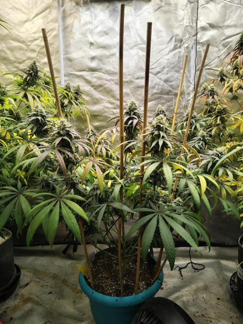 Sewer Fruit. Week 12