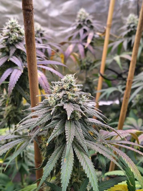 Sewer Fruit. Week 12