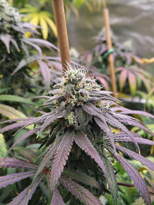 Sewer Fruit. Week 12