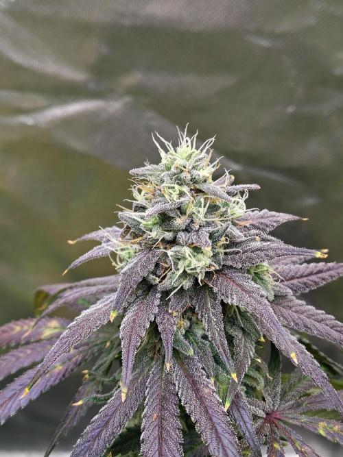 Sewer Fruit. Week 12