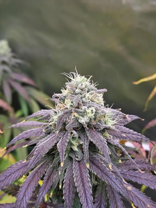 Sewer Fruit. Week 12