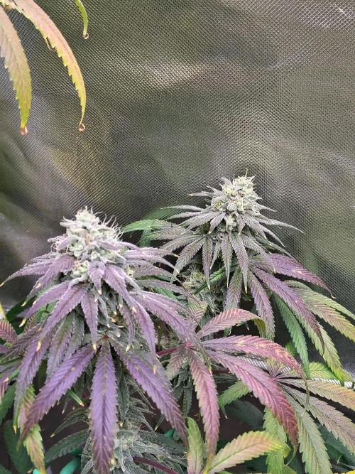 Sewer Fruit. Week 12