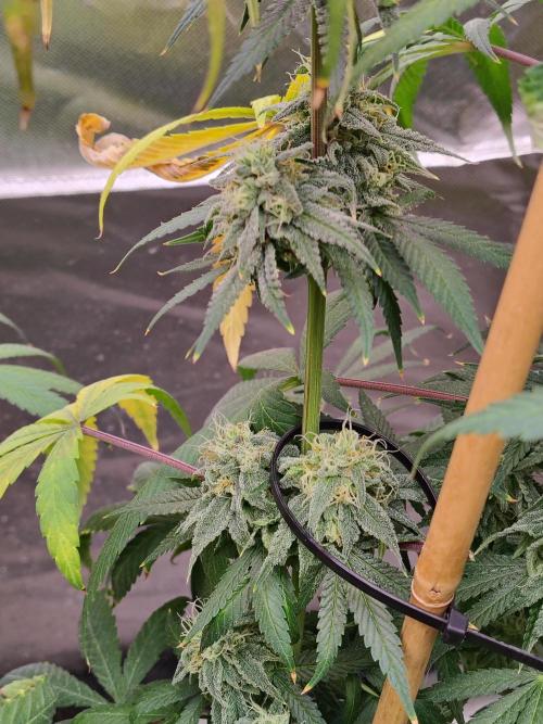 Sewer Fruit. Week 12