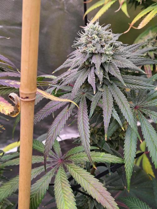 Sewer Fruit. Week 12