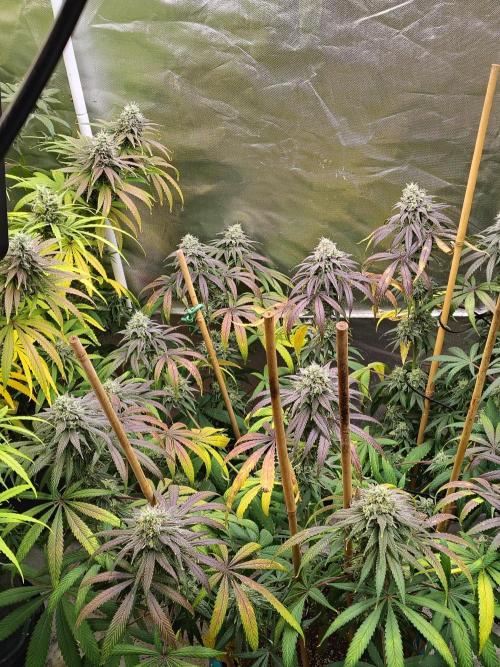 Sewer Fruit. Week 12