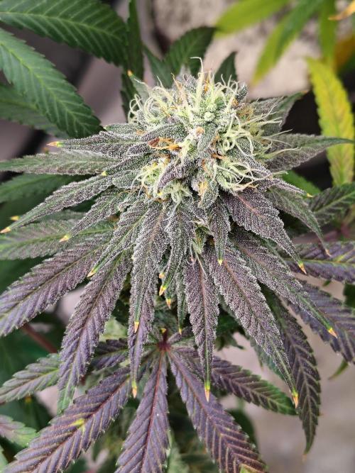 Sewer Fruit. Week 12