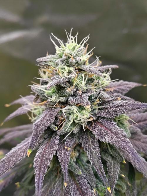 Sewer Fruit. Week 12