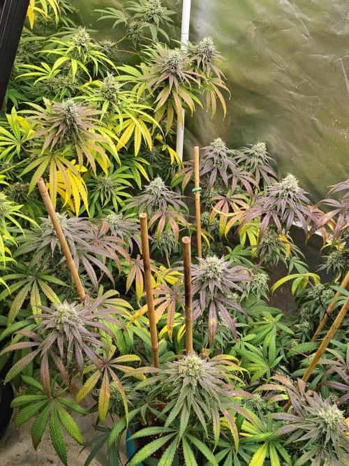 Sewer Fruit. Week 12