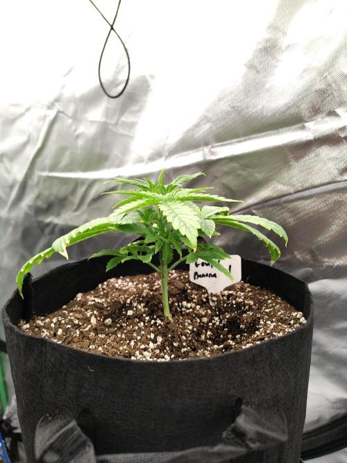 Goupy Banana. Week 2