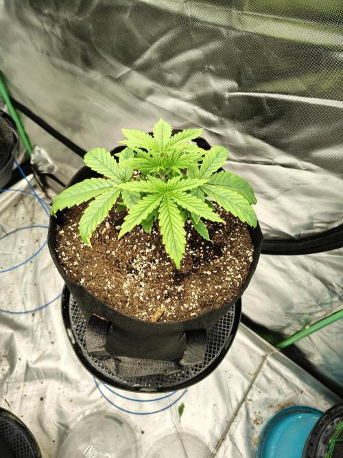 Goupy Banana. Week 2