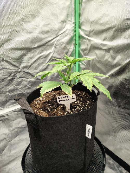 Goupy Banana. Week 2