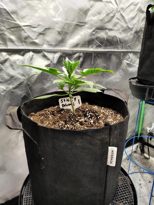 Sticky Broccoli. Week 2