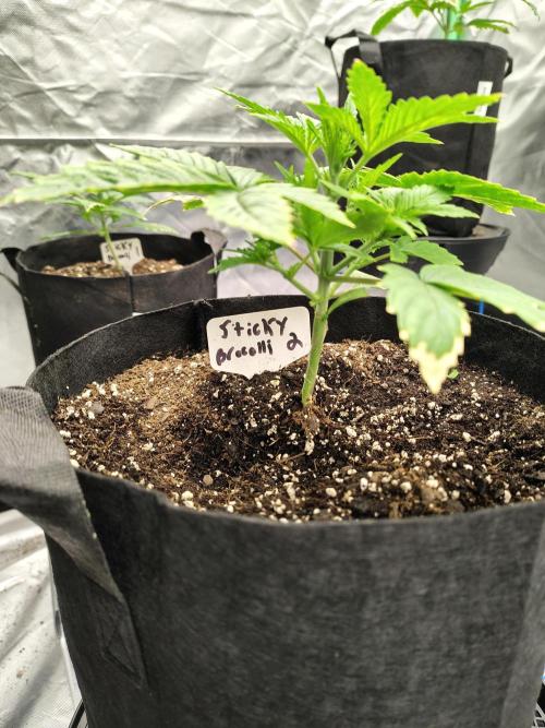 Sticky Broccoli. Week 2