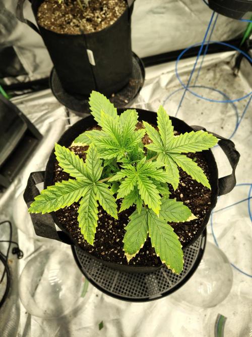 Sticky Broccoli. Week 2