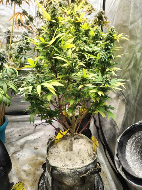 Alien Moonrocks. Week 17