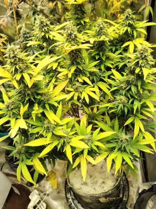 Alien Moonrocks. Week 17