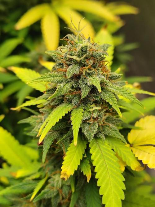 Alien Moonrocks. Week 17